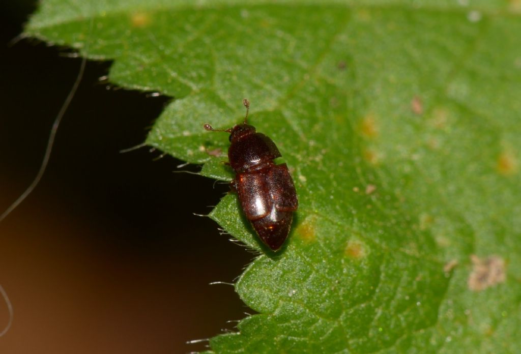 Nitidulidae: cfr. Carpophilus sp.